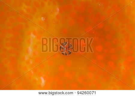 Extreme closeup of a clementine