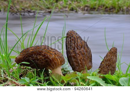 Three Morchella Conica Mushrooms