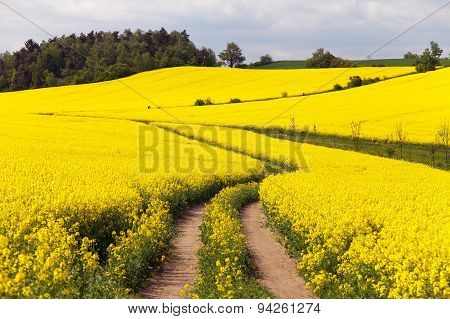 Field Of Rapeseed (brassica Napus)