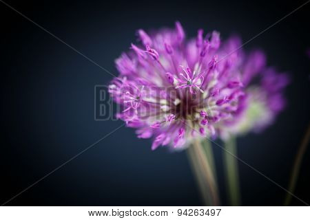 Allium