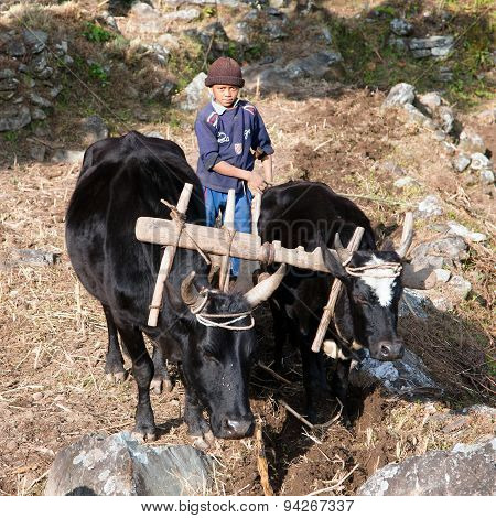 Little Unidentified Boy Hard Working In Agriculture