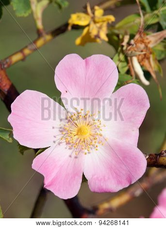 Beautiful Pink And Yellow Flower Of Dog-rose