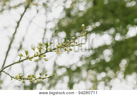 The White Flower Of Apple Tree As Background