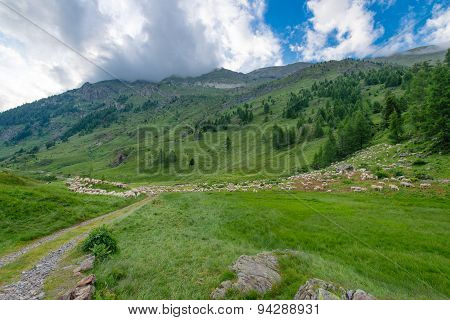 Transhumance Of Sheep In The Mountains