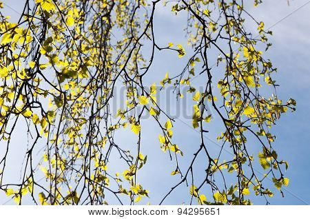 birch