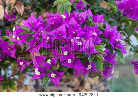 South Flower