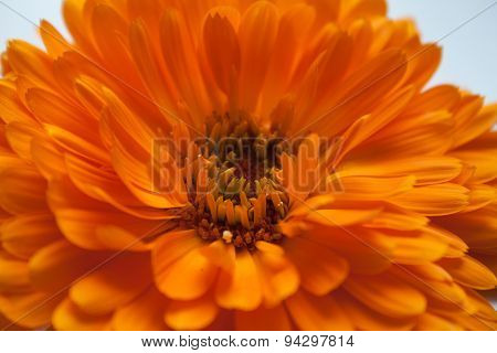Calendula Flower.