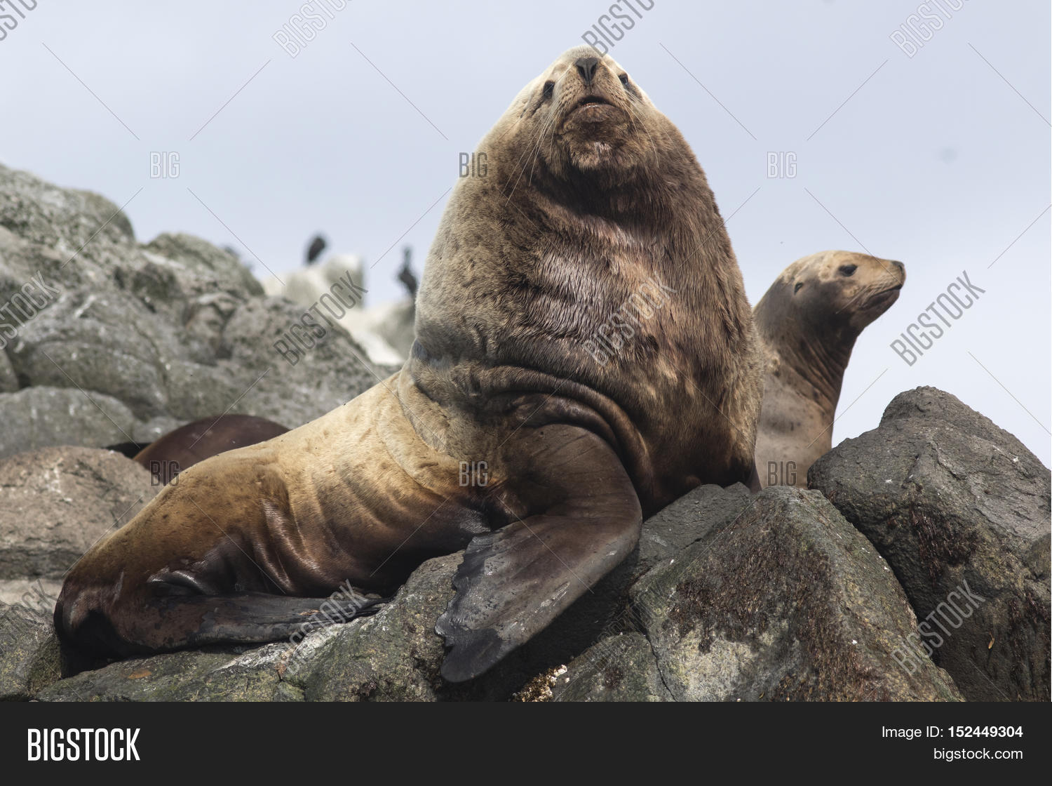 Steller Male Steller Sea Lions Image & Photo (Free Trial) | Bigstock
