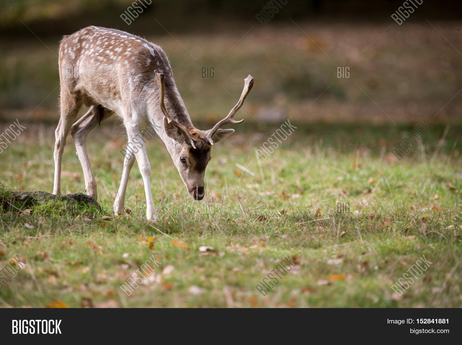 Fallow Deer Buck Image & Photo (Free Trial) | Bigstock