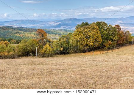 Panorama with yellow trees of Cherna Gora mountain, Pernik Region, Bulgaria