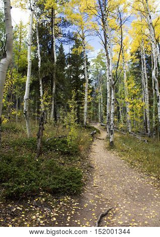Dirt path on the Colorado Trail in the fall