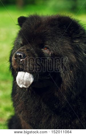 Beautiful fluffy black dog Chow Chow summer outdoors head closeup