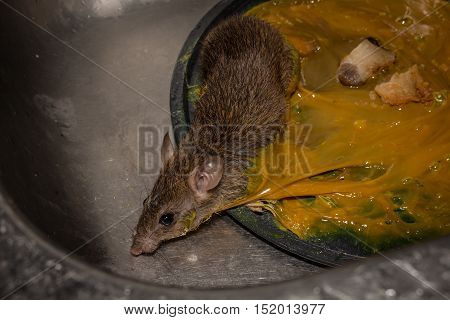 The rat in glue stick on the mousetrap