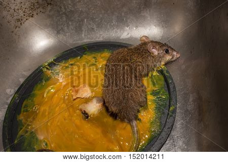 The rat in glue stick on the mousetrap