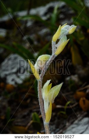 Eria Lasiopetala, Orchidaceae.