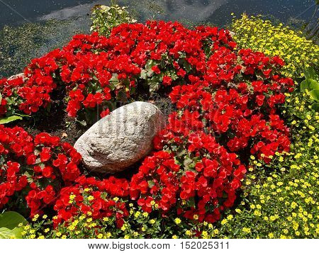 Beautiful blooming red Begonia Tuberhybrida flowers in a garden