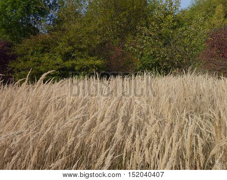 Dry Meadow With Deep Hrass And Green Treess
