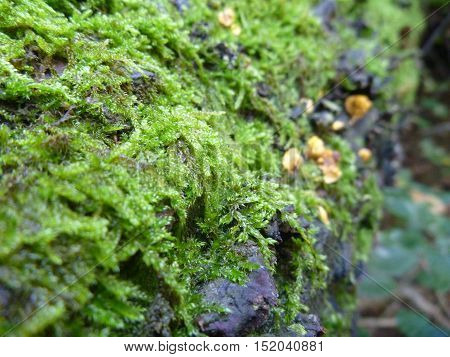 Fungi And Moss On A Rotten Wood