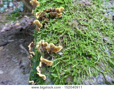 Fungi And Moss On A Rotten Wood