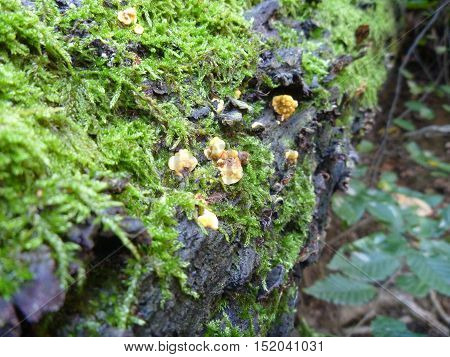 Fungi And Moss On A Rotten Wood
