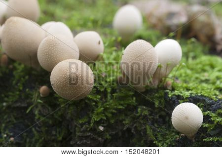 Puffball mushrooms on a stump - Lycoperdon pyriforme in a moss