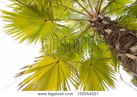 A Beautiful plam tree isolated on white background.