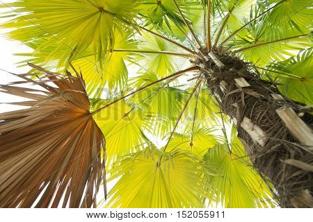 A Beautiful plam tree isolated on white background.