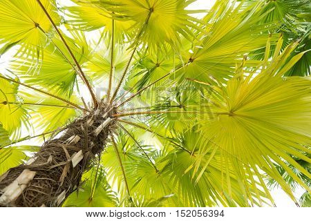 A Beautiful plam tree isolated on white background.