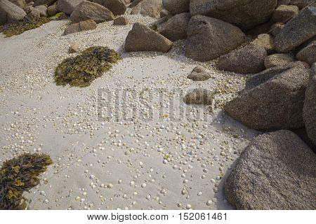 Limpets on beach, Isles of Scilly, Cornwall, England