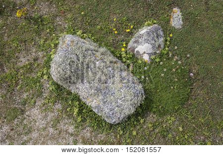 Coastal flora, Isles of Scilly, Cornwall, England