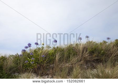 Agapanthus flowers, Tresco, Isles of Scilly, England