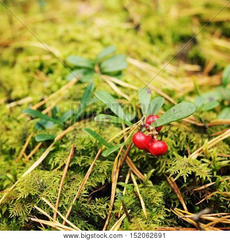Bright red Lingonberry in the forest. Berry Picking in Russia. Cowberry in the nature. Organic food. Autumn photo. Toned effect.