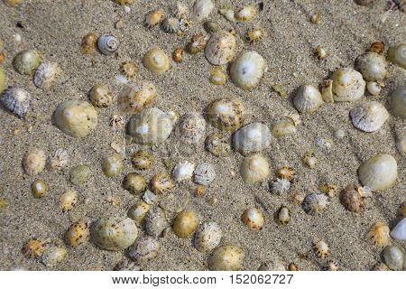 Limpets on sandy beach, Isles of Scilly, Cornwall, England
