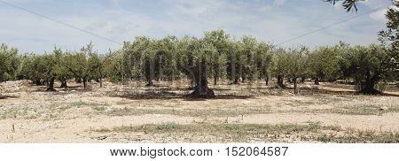 Plantation of olives on the background of the blue sky
