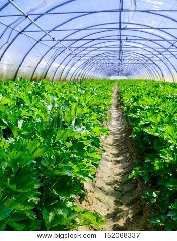 Celery Greenhouse Culture