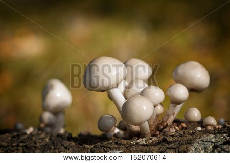 Porcelain fungus, otherwise known as beech tuft or poached egg fungus, growing from the rotting trunk of a fallen beech tree. New Forest National Park, Hampshire, UK
