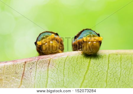 Banded Swallowtail Caterpillars