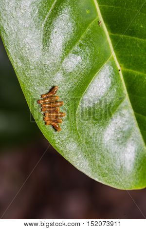 Young Banded Swallowtail Caterpillars