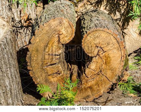 Fallen and sawn tree. Pile of the sawn firewood