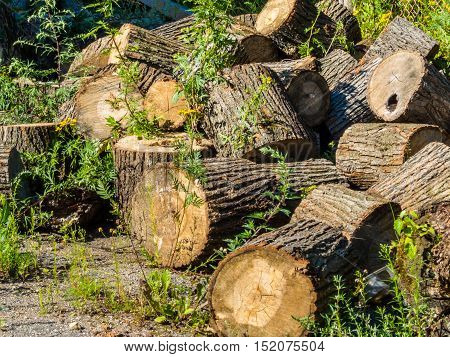 Fallen and sawn tree. Pile of the sawn firewood
