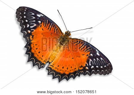 Red Lacewing Butterfly