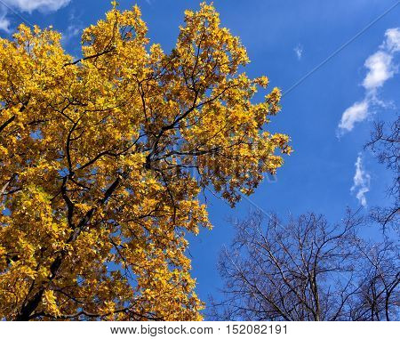 Oak with yellow leaves against the blue sky with clouds