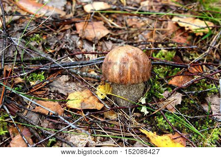 Boletus mushroom in an autumn forest among leaves and twigs