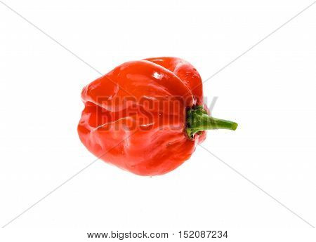 Fresh Ripe Caribbean Red Habanero Hot Chili Pepper