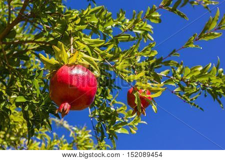 pomegranate ripening on the tree сlear day