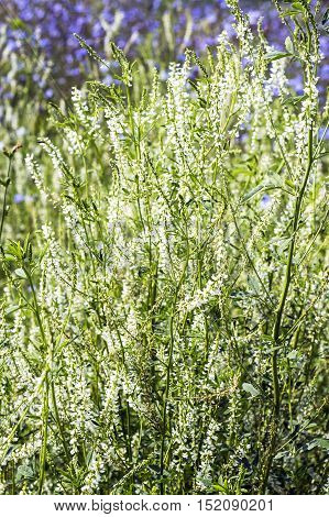 White sweet clover (lat. Melilotus albus). Wild honey plant of Siberia