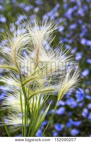 The maned barley (Latin name Hordeum jubatum). A group of spikelets of a plant close up
