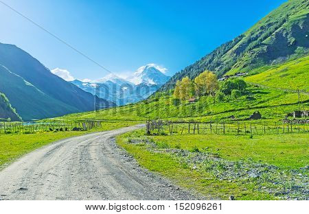 The green Sno valley is the perfect place for the livestock local pastures are using for grazing cows horses and sheep Kazbegi Georgia.