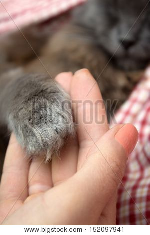 Fluffy Gray Kitten Paws In The Women's Palm, Hand