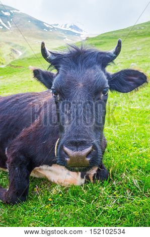 The curious black cow poses for the portrait lying on the juicy lawn on the mountain Kazbegi National Park Georgia.